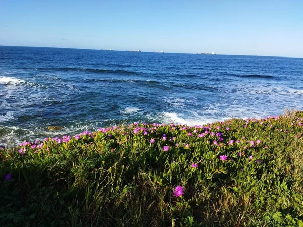 Морський Пейзаж Квіти Хвилі — стокове фото