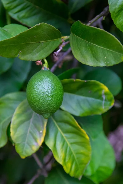 Ağacın dallarında sallanan olgun büyük limon meyveleri. Meyve yeşildir. Citrus aurantiifolia