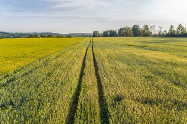 Tarlada buğdaylı bir traktörün izi. Yukarıdan bak. Sabah çekimi..