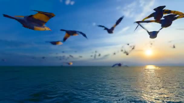 Seagulls Fly Freely Sea — Vídeos de Stock