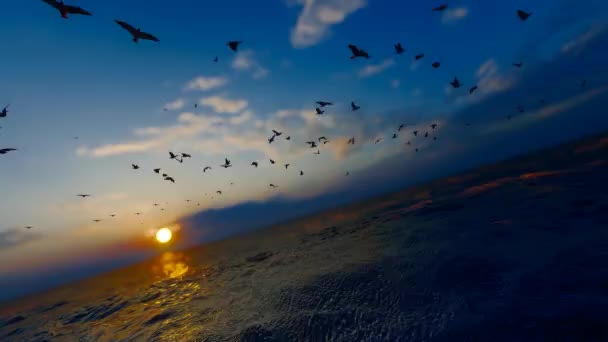 Meeuwen Vliegen Het Oppervlak Van Kalme Zee — Stockvideo