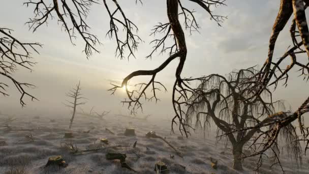 Deforested Forests Trees — Stock video