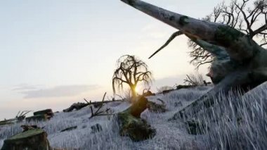 Deforestation, tree and vegetation destruction