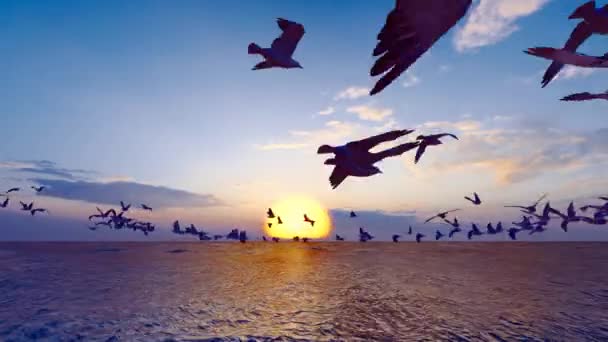 Morning Glow Seagulls Flying — Vídeos de Stock