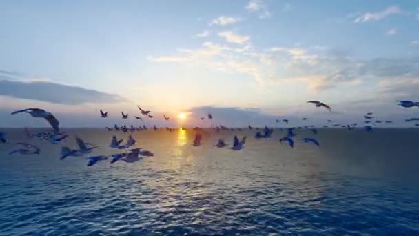 Seagulls Circled Sunset — Vídeos de Stock