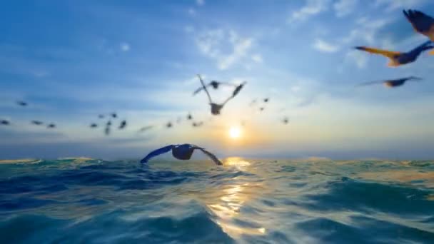 Petrels Flying Sea — Vídeos de Stock