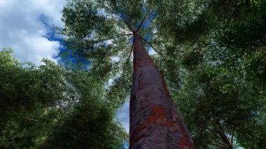 Güneş Ormanın Içinden Parlıyor