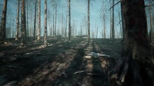 Bränd Och Avverkad Skog Dödsterror — Stockvideo