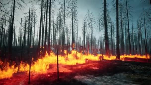 Der Wald Stand Flammen — Stockvideo