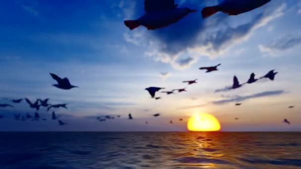 Setting Sun Fell Seagulls Danced Lake — Vídeos de Stock