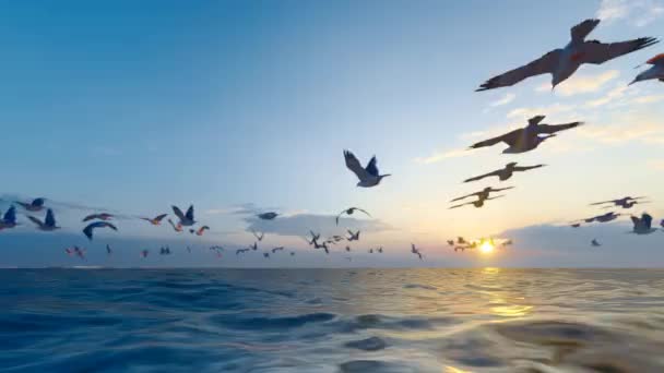 Sunset Seagulls Petrels Fly — Vídeos de Stock