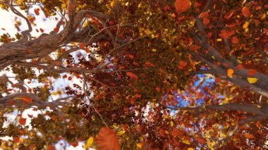 Sonbahar yaprakları rüzgarla yavaşça dökülür.