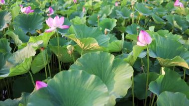 Lotus yazın gölette çiçek açar..
