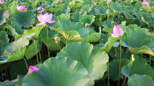 Lotus Fleurit Dans Étang Été — Video