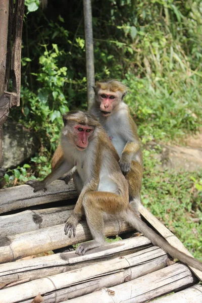 Ormanda bambu üzerinde oturan iki şirin maymun.