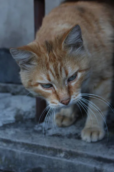 Bahçedeki Kırmızı Kedi — Stok fotoğraf