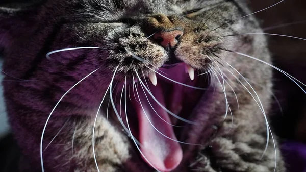 Ağzı açık bir kedi, dişiyle burnuna odaklanmış.