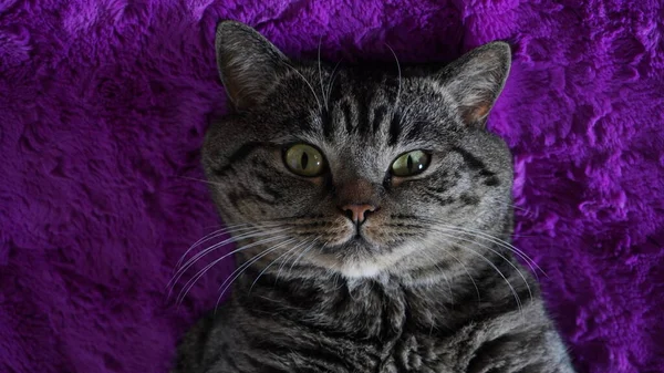 Kedi mor bir battaniyeye uzanıyor, sana odaklanıyor.