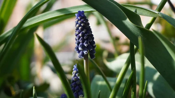 İlgi odağı olan zil.