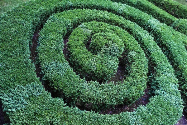 Hipnotize edici güzel çalılar.