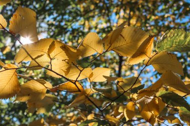 Güzel sonbahar yaprakları, yapraklar...
