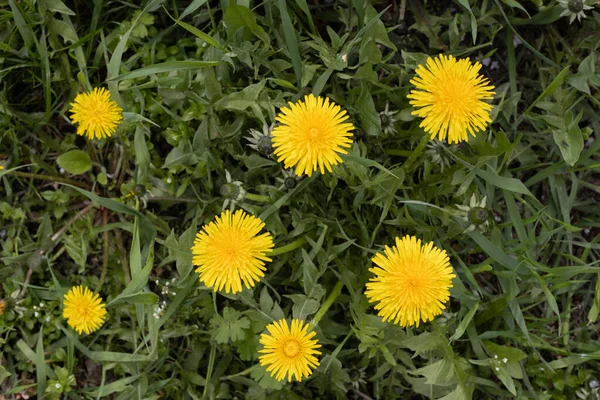 Güzel sonbahar yaprakları, yapraklar...