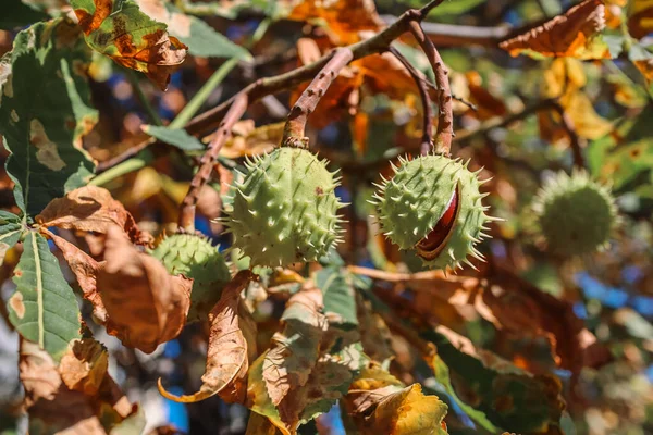 Güzel sonbahar yaprakları, yapraklar...