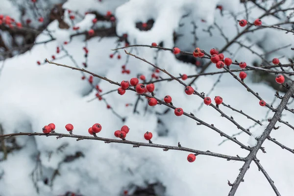 Karlı bir orman. Karlı orman yolu. Orman yolu yukarıdan yakın çekim
