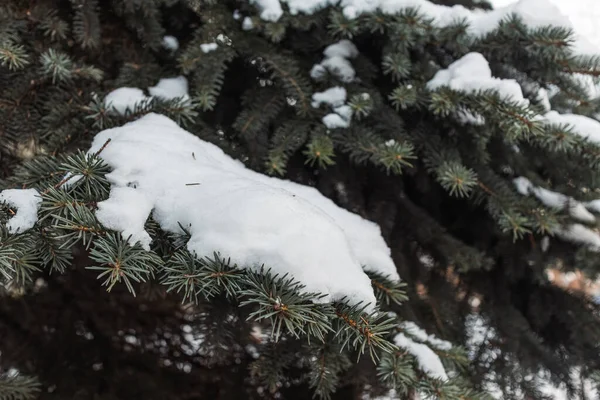 Karlı bir orman. Karlı orman yolu. Orman yolu yukarıdan yakın çekim