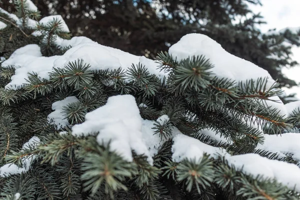 Karlı bir orman. Karlı orman yolu. Orman yolu yukarıdan yakın çekim