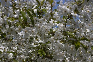 Bulanık bir bahçenin arka planında bir elma dalında güzel çiçekler
