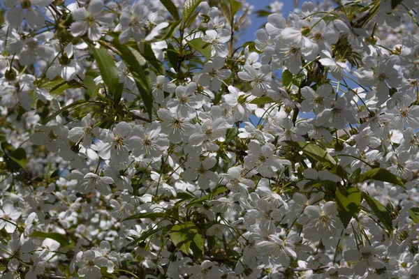 Bulanık bir bahçenin arka planında bir elma dalında güzel çiçekler