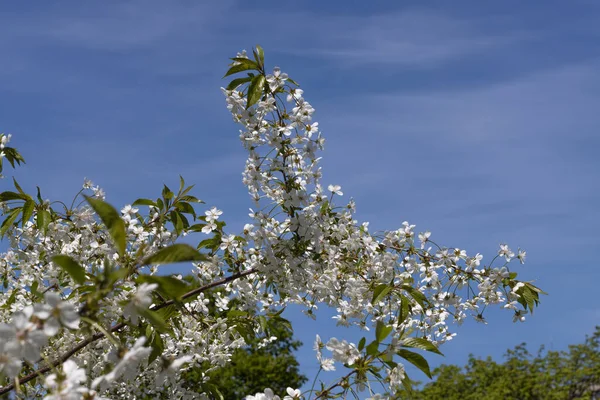 Belles Fleurs Sur Une Branche Pommier Sur Fond Jardin Flou — Photo