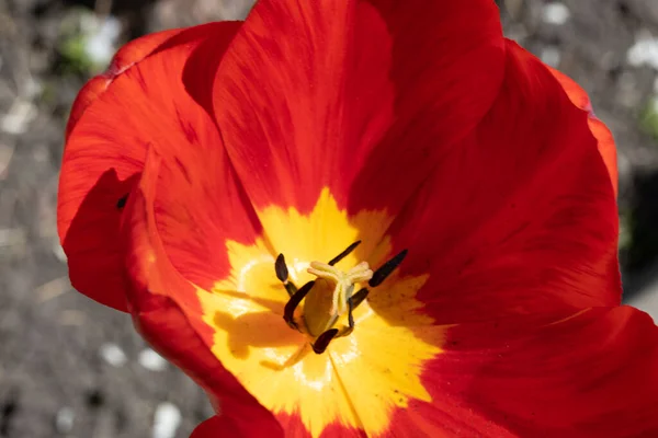 Bahçedeki kırmızı laleler