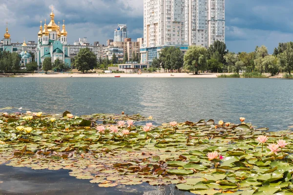 Many Multi Colored Lotuses Kiev City Lake Lake Lotuses Yellow — Stock Photo, Image