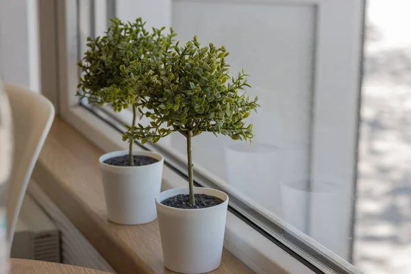 Penceredeki küçük dekoratif çiçekler. Kapalı küçük dekoratif çiçekler