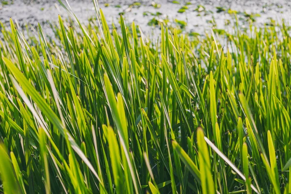 The texture of green grass. Background and texture.