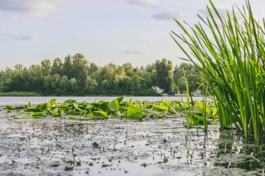 Akşamları sakin nehirde yeşil çimenler.