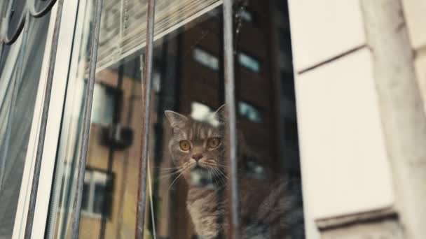 Cat Looks Out Window Cat Sitting Windowsill — Vídeo de stock