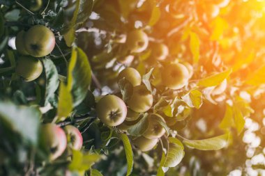 Many green apples on a tree in the sun. Harvest season