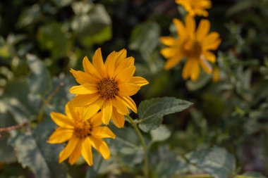 Flowers Doronicum. Summer mood in the garden in the evening.