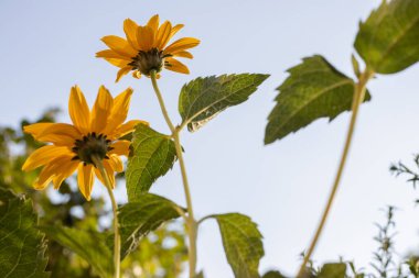 Doronicum flowers, bottom view. Summer mood in the garden in the evening. The rays of the sun in the garden.