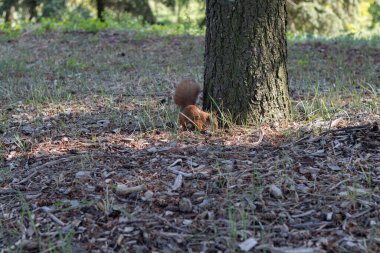 Cute squirrel on blurred natural forest background. Save wild nature concept. Ukraine, Kyiv.