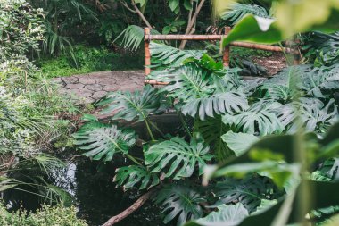 Tropics. Tropical jungle. High detail tropical plants.