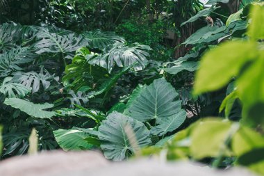 Tropics. Tropical jungle. High detail tropical plants.