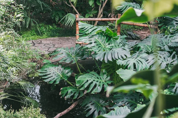 Tropics. Tropical jungle. High detail tropical plants.