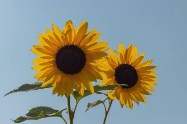 Mavi gökyüzü arkaplanlı ayçiçeği.