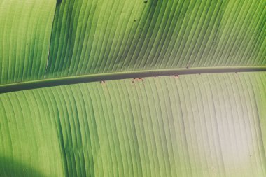 Green palm leaf close up. Banana leaf texture.