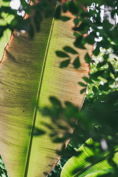 Green palm leaf close up. Banana leaf texture.