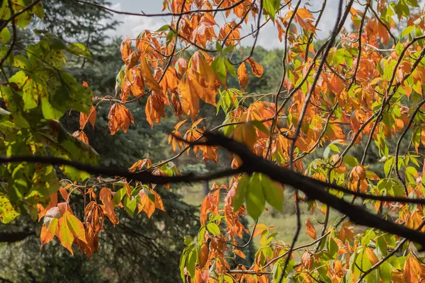 Autumn mood. Green and yellow foliage on a tree. Autumn wallpaper.